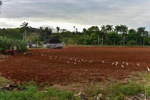 trattore aratura un' tabacco campo nel vinali, Cuba. foto