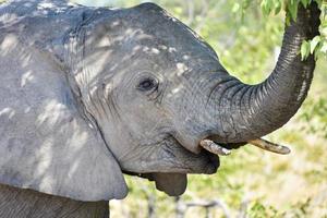 elefante - etosha, namibia foto