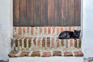 gatto su il strade di vecchio san Giovanni, puerto stecca. foto