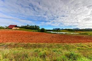 tabacco campo nel il vinales valle, nord di Cuba. foto