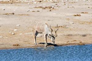 kudu - etosha, namibia foto