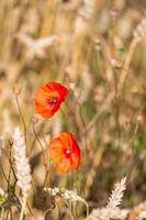 rosso papaveri nel un' campo di colture foto