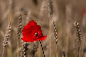 rosso papaveri nel un' campo di colture foto