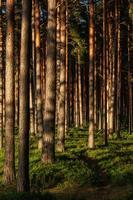 foresta nel il luce del sole foto