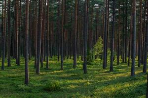 foresta nel il luce del sole foto