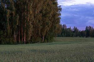 estate paesaggi nel Lettonia foto