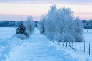 inverno paesaggi nel Estonia foto