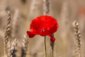 rosso papaveri nel un' campo di colture foto