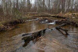 un' piccolo roccioso foresta fiume nel primavera foto