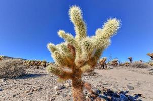 cholla cactus giardino a Giosuè albero nazionale parco nel California. foto