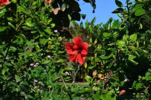 luminosa rosso giglio fiore e verde le foglie. fiore cespuglio. foto