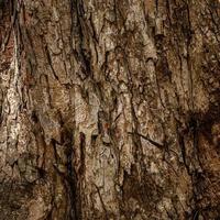 corteccia di albero foto