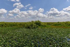 Florida zone umide nel il Everglades nazionale parco nel Stati Uniti d'America. popolare posto per turisti, selvaggio natura e animali. foto