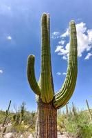 massiccio cactus a saguaro nazionale parco nel Arizona. foto