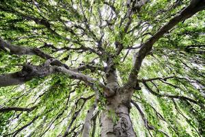 distesa di un' grande albero foto