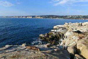 California mare leoni su il rocce a la jolla baia, san diego, California foto