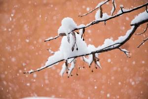 bianca inverno sfondo con nevoso rami foto