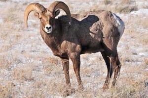 grande corno pecora nel Wyoming foto