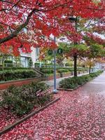bagnato verde le foglie svolta per rosso nel autunno nel Vancouver, Canada. foto