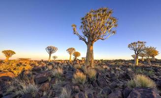 faretra albero foresta - nambia foto