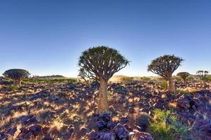 faretra albero foresta - nambia foto