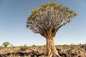 faretra albero foresta - nambia foto