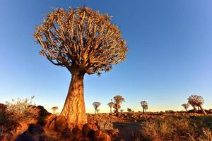 faretra albero foresta - nambia foto