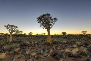 faretra albero foresta - nambia foto