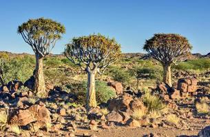 faretra albero foresta - nambia foto