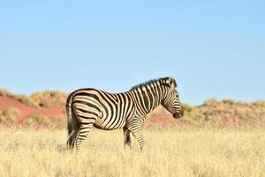 deserto paesaggio - namibrand, namibia foto