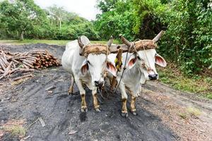 cubano mucca nel il campo nel vinali, Cuba. foto