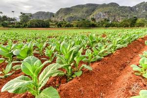 tabacco piantagione nel il vinales valle, nord di Cuba. foto