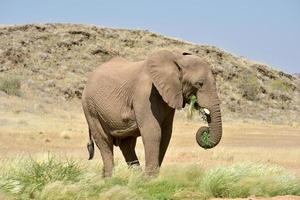 africano cespuglio elefanti foto