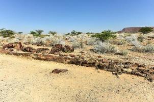 pietrificato foresta, namibia foto