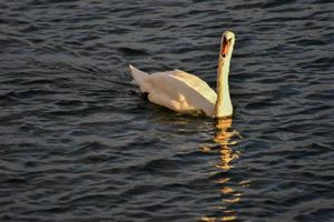 cigno nuoto nel il canale nel testa di pecora baia, brooklyn, nuovo york. foto