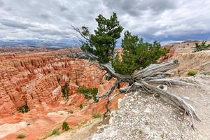 bryce canyon nazionale parco nel Utah, unito stati. foto