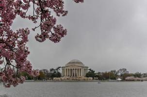 ciliegia fiori a il di marea bacino e Jefferson memoriale durante primavera nel Washington, dc. foto