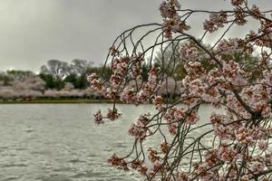 ciliegia fiori a il di marea bacino durante primavera nel Washington, dc. foto