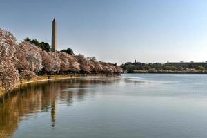 Washington dc, Stati Uniti d'America a il di marea bacino con Washington monumento nel primavera stagione. foto