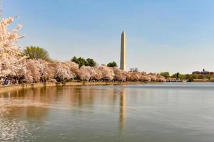 Washington dc, Stati Uniti d'America a il di marea bacino con Washington monumento nel primavera stagione. foto