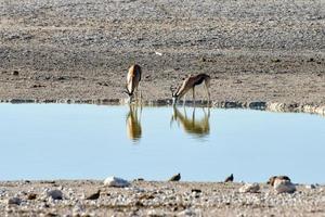 springbok nel etosha nazionale parco foto