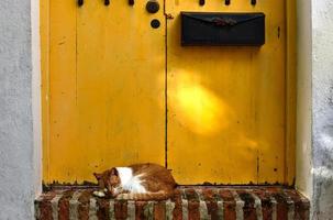 gatto su il strade di vecchio san Giovanni, puerto stecca. foto