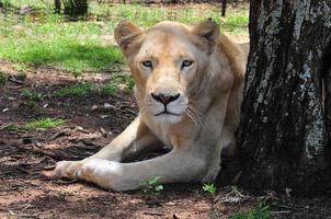 raro femmina bianca leonessa nel un' dire bugie posizione a il Leone parco Riserva nel johannesburg, Sud Africa. foto