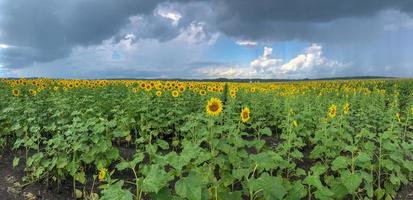 campo di girasoli in estate foto