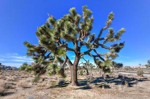 bellissimo paesaggio nel Giosuè albero nazionale parco nel California. foto