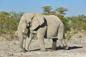 elefante - etosha, namibia foto