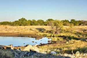 irrigazione buco - etosha, namibia foto