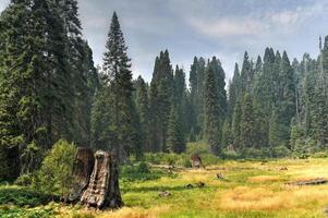 grande ceppo boschetto nel sequoia e re canyon nazionale parco nel California. foto