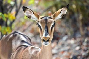 springbok nel etosha nazionale parco foto