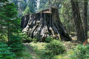 grande ceppo boschetto nel sequoia e re canyon nazionale parco nel California. foto